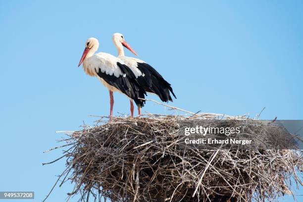 white storks (ciconia ciconia) pair on the nest, silves, district faro, portugal - silves portugal stock pictures, royalty-free photos & images