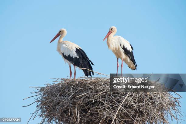 white storks (ciconia ciconia) pair on the nest, silves, district faro, portugal - silves portugal stock pictures, royalty-free photos & images