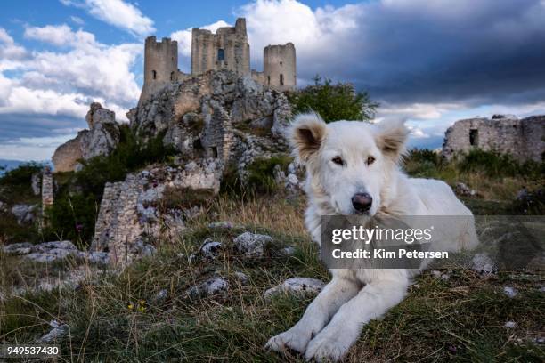 maremma sheepdog in front of rocca calascio, gran sasso, abruzzo, italy - pastore maremmano stockfoto's en -beelden