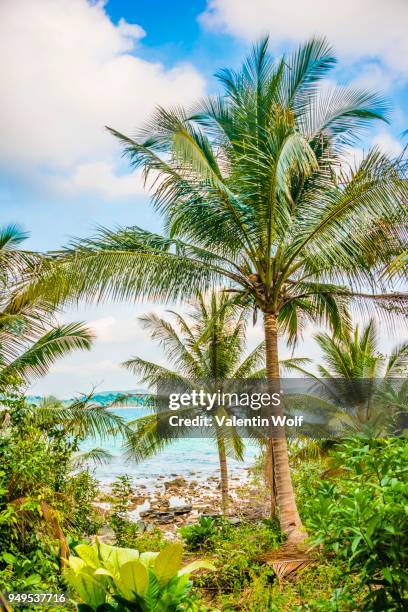 coconut palms along the shoreline of long beach, sok san village, koh rong island, krong preah sihanouk, sihanoukville, cambodia - san valentin bildbanksfoton och bilder