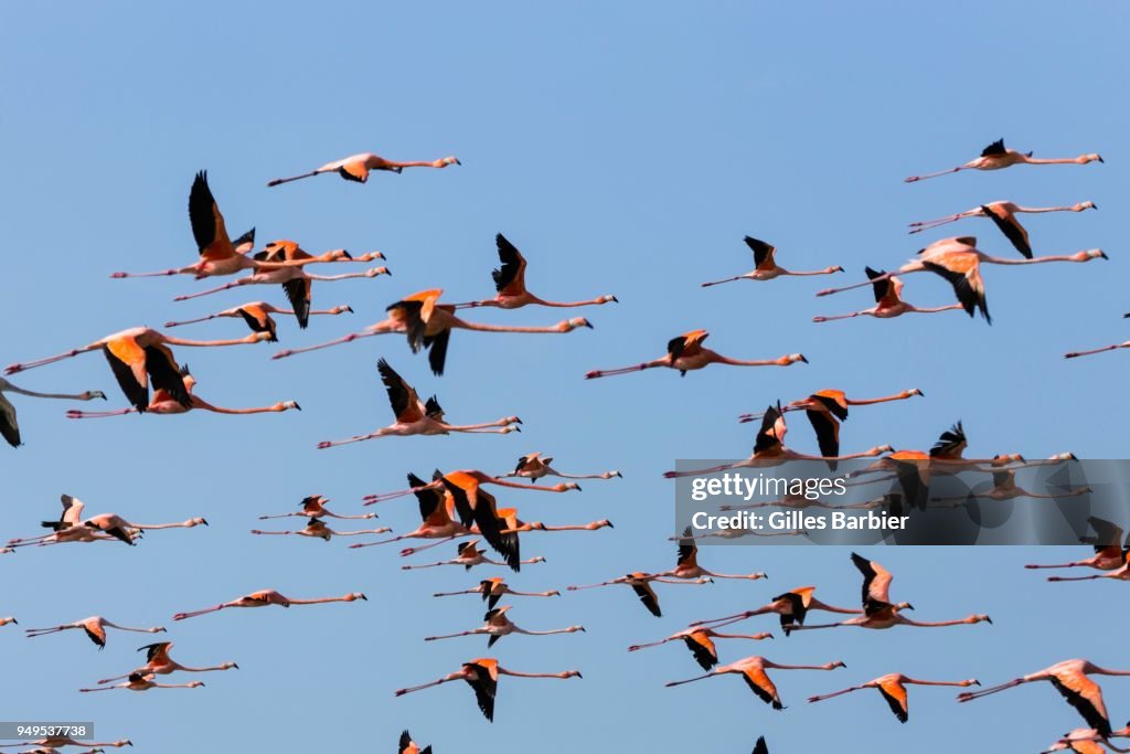 American Flamingos flying (Phoenicopterus Ruber) flying, Punta Gallinas, La Guajira, Colombia