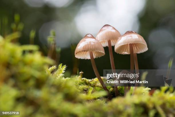 milking bonnet or milk-drop mycena (mycena galopus) in moss, hesse, germany - agaricomycotina stock pictures, royalty-free photos & images