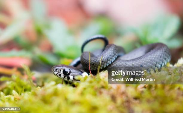 young grass snake, also ringed or water snake (natrix natrix) in moss, hesse, germany - grass snake stock pictures, royalty-free photos & images