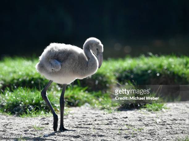 greater flamingo (phoenicopterus roseus), juvenile, chick, four weeks old, captive - day old chicks stock pictures, royalty-free photos & images