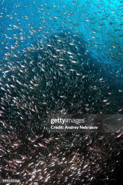 Sweeper Fish Photos and Premium High Res Pictures - Getty Images