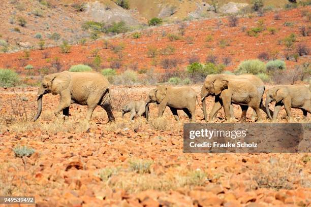 african desert elephants (loxodonta africana), herd on rocky terrain, damaraland, namibia - desert elephant stock pictures, royalty-free photos & images