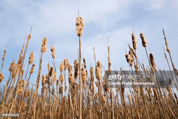 169 Common Bulrush Stock Photos, High-Res Pictures, and Images - Getty ...
