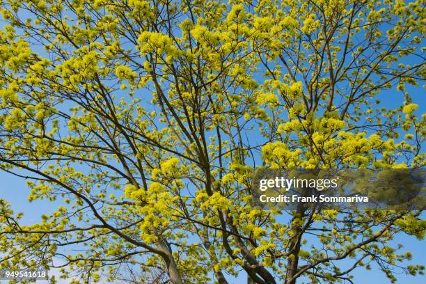 norway maple (acer platanoides), flowering, blue sky, thuringia, germany - flowering maple tree stock pictures, royalty-free photos & images