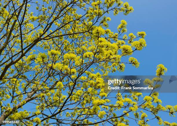 norway maple (acer platanoides), flowering, blue sky, thuringia, germany - flowering maple tree stock pictures, royalty-free photos & images