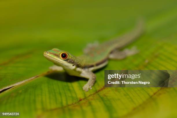 lined day gecko (phelsuma lineata) on leaf, ranomafana, eastern madagascar, madagascar - ranomafana stock pictures, royalty-free photos & images