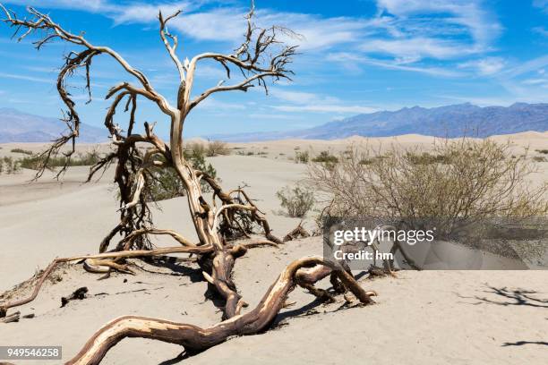 dead tree in sand dunes, death valley national park, california, usa - dead body sand stock pictures, royalty-free photos & images