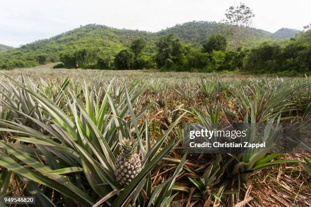 pineapple (ananas comosus), pineapple field, pineapple cultivation, kaeng krachan national park, phetchaburi, thailand - bromeliaceae 個照片及圖片檔