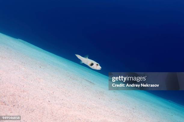 white-spotted puffer, broadbarred toadfish, stars and stripes puffer, whitespotted blaasop or stripedbelly blowfish (arothron hispidus) swims over a sandy bottom, red sea, egypt - arothron puffer stock pictures, royalty-free photos & images