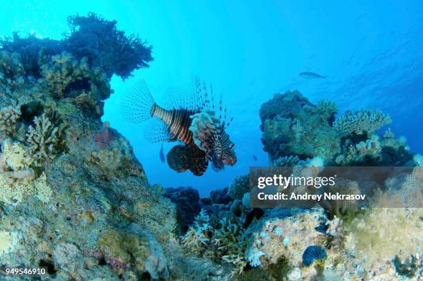 common lionfish, devil firefish, soldier lionfish, indian turkeyfish or miles fire fish (pterois miles) is a coral reef, red sea, marsa alam, abu dabab, egypt - fire coral stock pictures, royalty-free photos & images