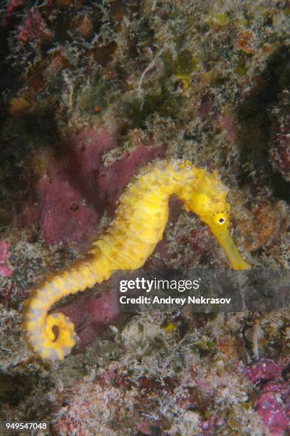 yellow sea horse, estuarine seahorse, oceanic sea horse, or spotted seahorse (hippocampus kuda), bohol sea, indo-pacific, philippines, southeast asia - indo pacific ocean imagens e fotografias de stock