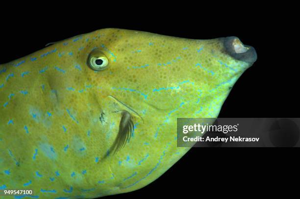 Bearded File Fish Leather Jacket Fish Photos and Premium High Res Pictures - Getty Images