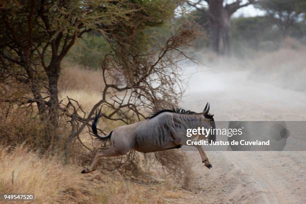 wildebeest (connochaetes sp.) jumping across track, tarangire national park, tanzania - deer crossing stock pictures, royalty-free photos & images