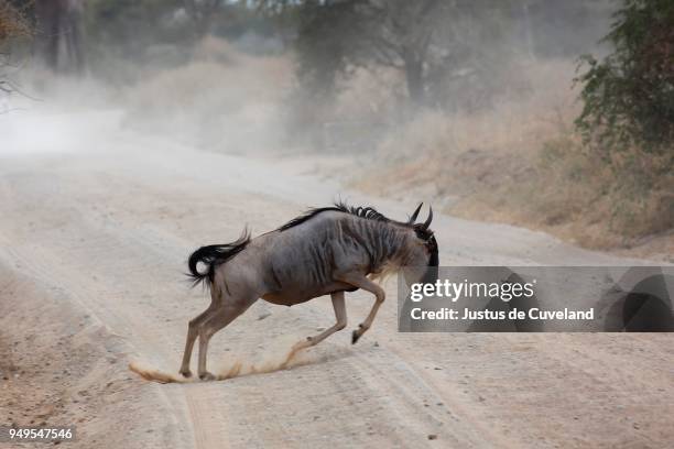 wildebeest (connochaetes sp.) jumping across track, tarangire national park, tanzania - deer crossing stock pictures, royalty-free photos & images