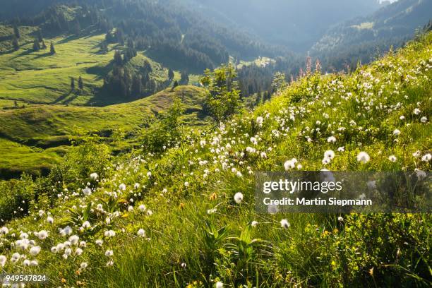 mountain meadow with cotton grass, riedbergerhorn, allgaeu, swabia, bavaria, germany - wollgras stock-fotos und bilder
