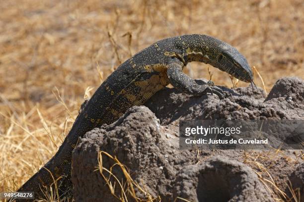 nile monitor (varanus niloticus), lizard, foraging, termite mound, serengeti national park, tanzania - isoptera stock pictures, royalty-free photos & images