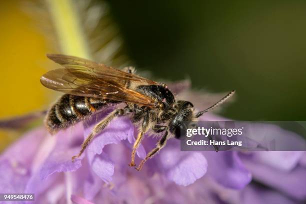 banded dark-bee (stelis punctulatissima) on field scabious (knautia arvensis), baden-wuerttemberg, germany - dark botanical fauna stockfoto's en -beelden