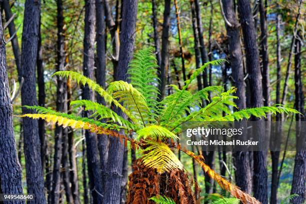 tree fern (cyatheales) in wai-o-tapu thermal area, waiotapu, rotoua, waikato region, new zealand - waipoua forest stock pictures, royalty-free photos & images