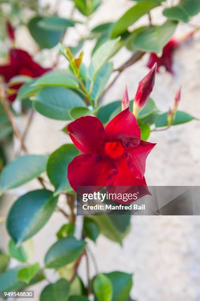 flowering vine of brazilian jasmine(mandevilla sanderi) in bavaria, germany - mandevilla stock pictures, royalty-free photos & images