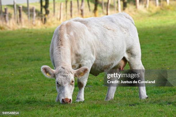 charolais cow (bos primigenius taurus) grazing in a pasture, schleswig-holstein, germany - bos taurus primigenius stock pictures, royalty-free photos & images