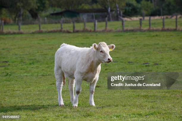 charolais calf (bos primigenius taurus) on a pasture , schleswig-holstein, germany - bos taurus primigenius stock pictures, royalty-free photos & images