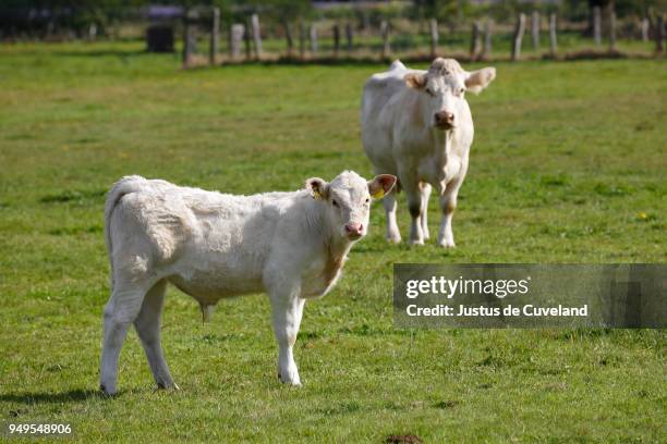 charolais (bos primigenius taurus), bull calf and cow on a pasture, schleswig-holstein, germany - bos taurus primigenius stock pictures, royalty-free photos & images
