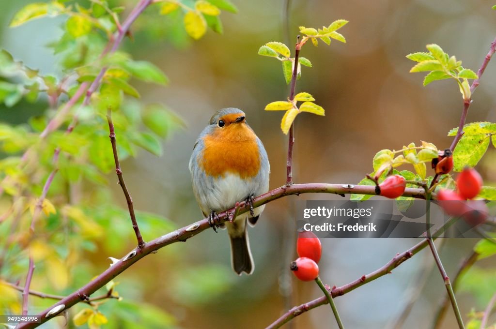 Robin (Erithacus rubecula) sitting on a branch, North Rhine-Westphalia, Germany