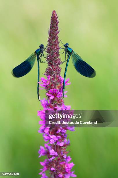 male banded demoiselle dragonflies (calopteryx splendens), inflorescence, purple loosestrife (lythrum salicaria), mecklenburg-western pomerania, germany - loosestrife stock pictures, royalty-free photos & images