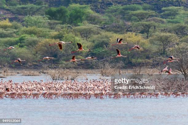 flamingos (phoenicopteridae), lake bogoria, kenya, east africa - lake bogoria stock pictures, royalty-free photos & images