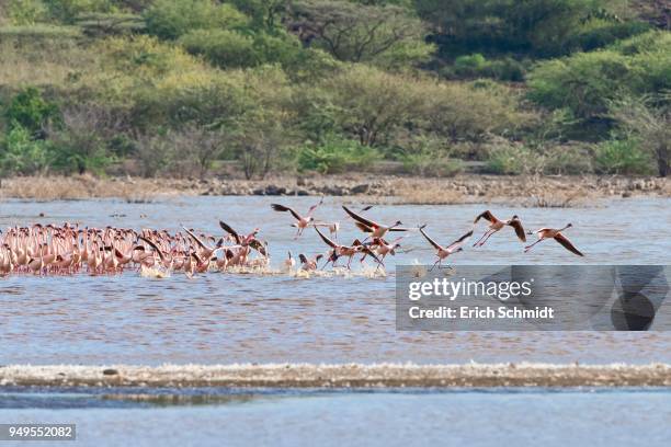 flamingos (phoenicopteridae) departing, lake bogoria, kenya, east africa - lake bogoria stock pictures, royalty-free photos & images