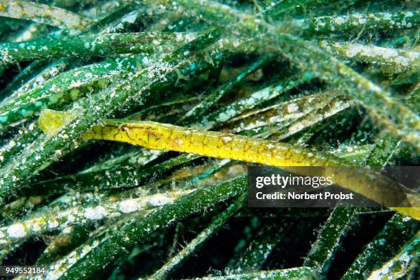 broadnosed pipefish (syngnathus typhle) hiding in seagrass (posedonia oceana), sithonia, chalkidiki, also halkidiki, aegean, mediterranean, greece - oceana stock pictures, royalty-free photos & images