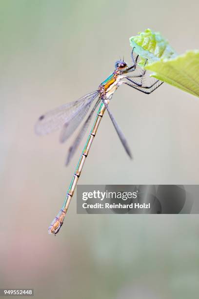 female emerald damselfly (lestes sponsa), burgenland, austria - sponsa stock-fotos und bilder