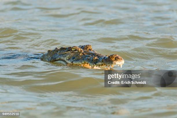 nile crocodile (crocodylus niloticus), lake baringo, kenya, east africa - snout 個照片及圖片檔