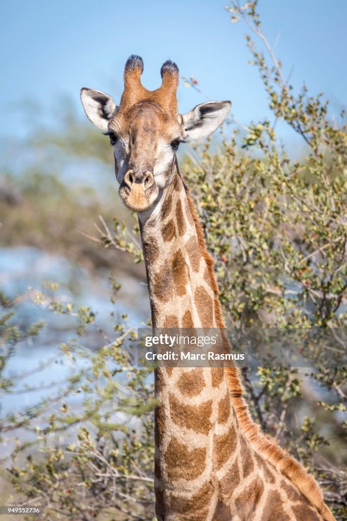 South African giraffe (Giraffa camelopardalis giraffa), Timbavati Game Reserve, South Africa