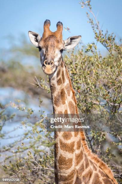 south african giraffe (giraffa camelopardalis giraffa), timbavati game reserve, south africa - southern giraffe stock pictures, royalty-free photos & images