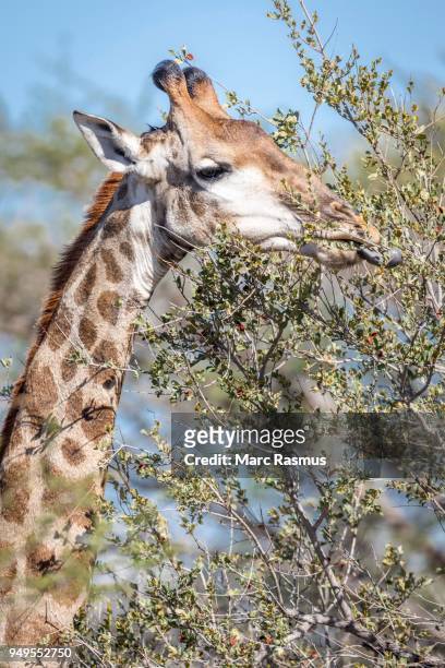south african giraffe (giraffa camelopardalis giraffa) eating, timbavati game reserve, south africa - southern giraffe stock pictures, royalty-free photos & images