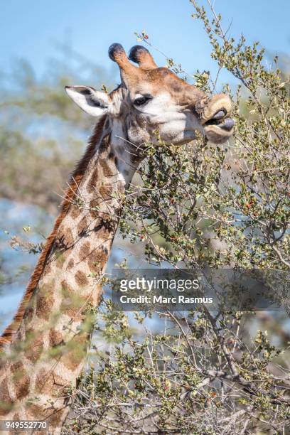 south african giraffe (giraffa camelopardalis giraffa) eatingn bush, timbavati game reserve, south africa - southern giraffe stock pictures, royalty-free photos & images