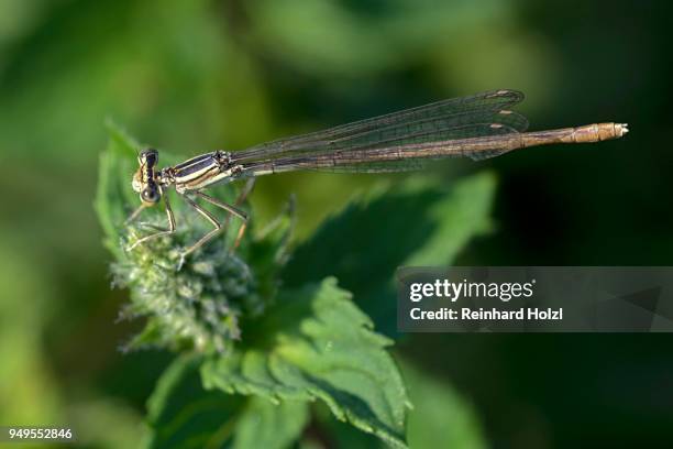 white-legged damselfly (platycnemis pennipes) adult animal, female , burgenland, austria - macro animal stock-fotos und bilder