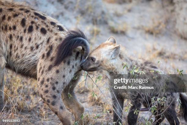 spotted laughing hyenas (crocuta crocuta), cub sniffing mother, timbavati game reserve, south africa - wild dog stock pictures, royalty-free photos & images