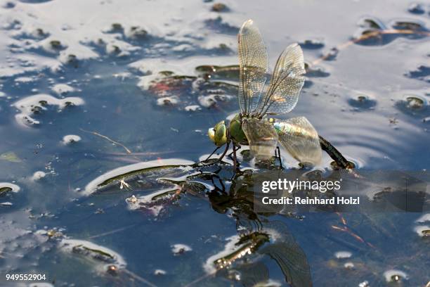 adult female emperor dragonfly (anax imperator), laying eggs on water, burgenland, austria - anax imperator stockfoto's en -beelden