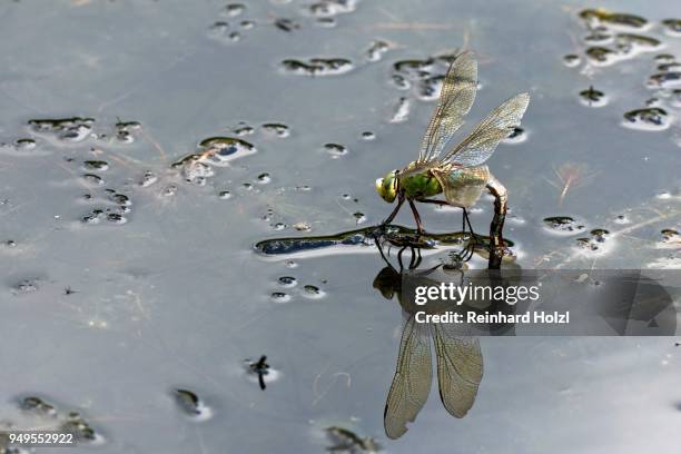 adult female emperor dragonfly (anax imperator), laying eggs on water, burgenland, austria - anax imperator stock-fotos und bilder