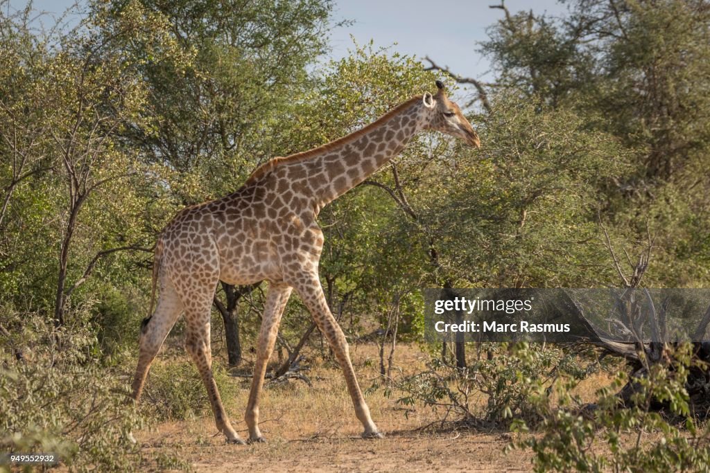 South African giraffe (Giraffa camelopardalis giraffa) runningn bush, Timbavati Game Reserve, South Africa