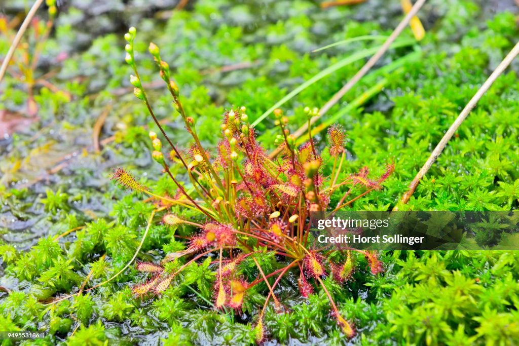 Oblong-leaved sundew (Drosera intermedia) on moss, in a moor near Raubling, pre-Alps, Bavaria, Germany