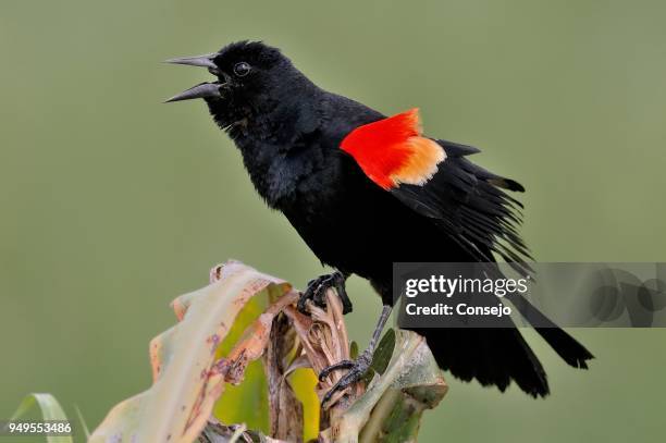 red-winged blackbird (agelaius phoeniceus), orange walk district, belize - rotschulterstärling stock-fotos und bilder