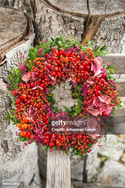 autumn wreath tied to birch trunk with rosehip (rosa canina), boxwood (buxus), heather (calluna vulgaris), juniper (juniperus), hydrangea (hydrangea) - ca nina stock pictures, royalty-free photos & images