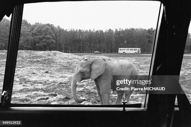 Visite du parc zoologique de Thoiry, dans les Yvelines, en France.